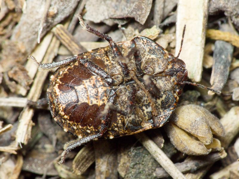 Psacasta (Psacasta) exanthematica (Scopoli, 1763)